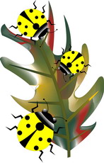 Jolly Daubs Digital Art: Ladybird on oak leaf.