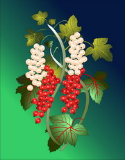 Jolly Daubs Digital Art: A cluster full of grapes.