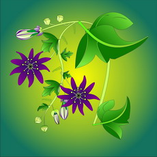 Jolly Daubs Digital Art: A starflower.