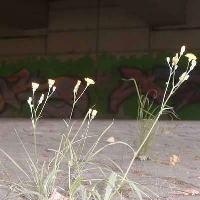 Graffiti and street art from a photo tour in Bremen including colourful sprayed tags and top-to-bottoms.