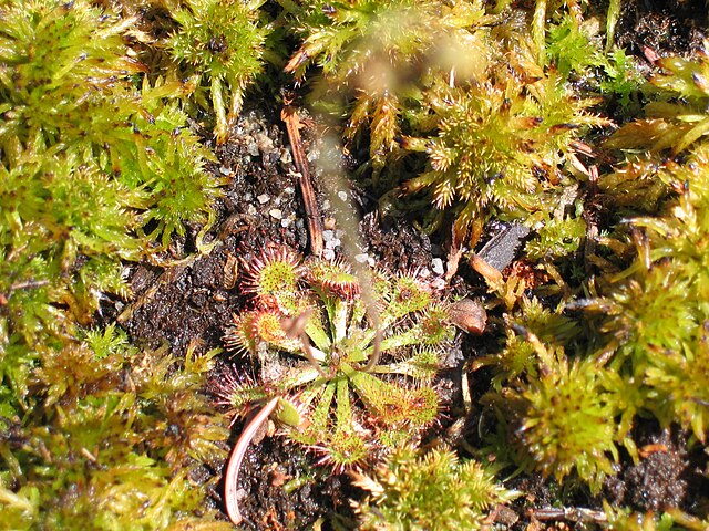 Wikimedia: Sonnentau