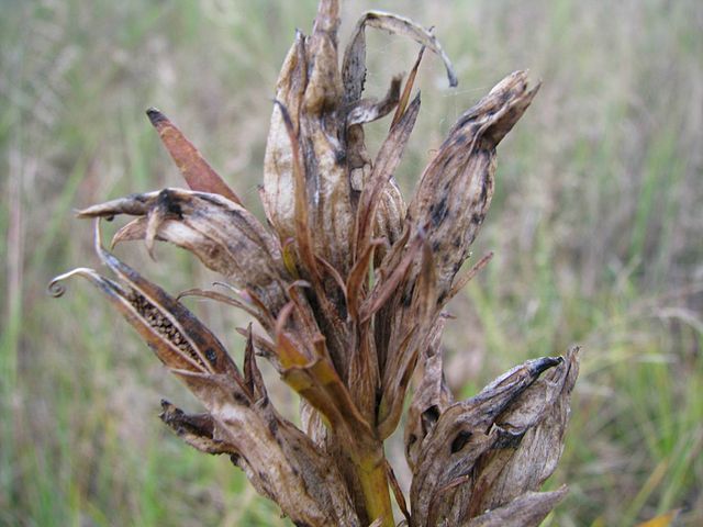 Wikimedia: Lungen-Enzian