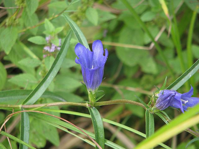 Wikimedia: Lungen-Enzian