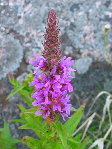 Wikimedia: Blut-Weiderich