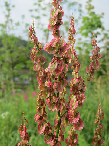 Wikimedia: Rumex