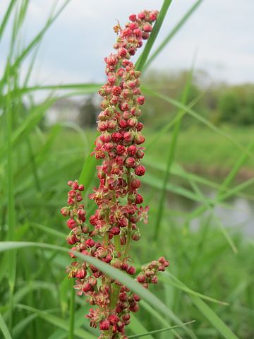 Wikimedia: Rumex