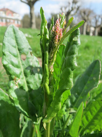 Wikimedia: Rumex Acetosa