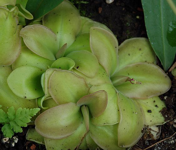 Wikimedia: Fettkraut