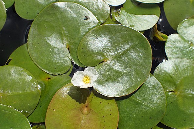 Wikimedia: Froschbiss