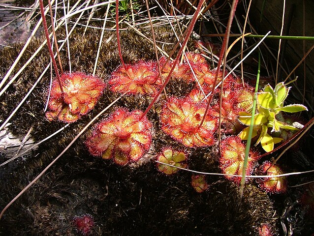 Wikimedia: Sonnentau