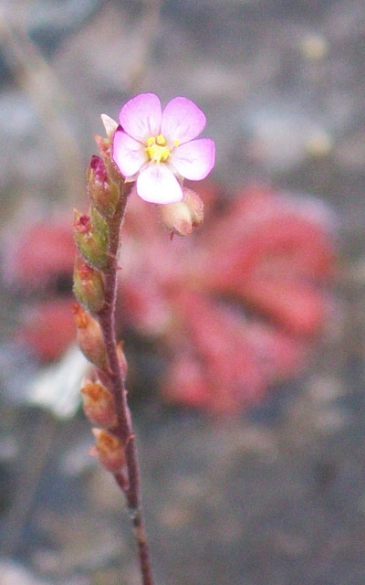 Wikimedia: Sonnentau