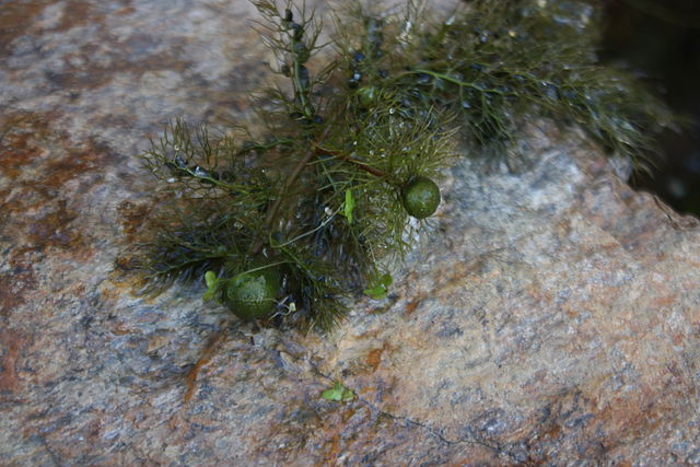 Wikimedia: Utricula