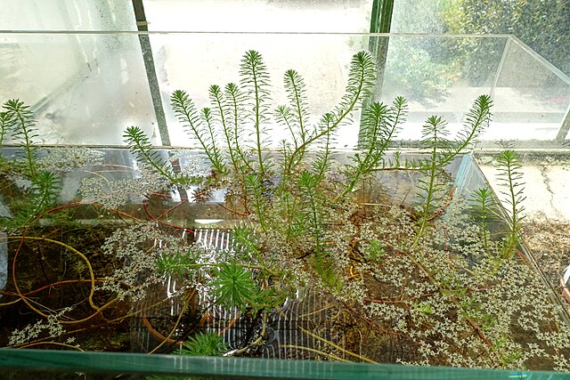 Wikimedia: Utricula
