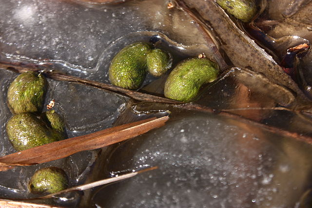 Wikimedia: Utricula