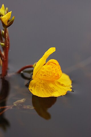 Wikimedia: Utricula