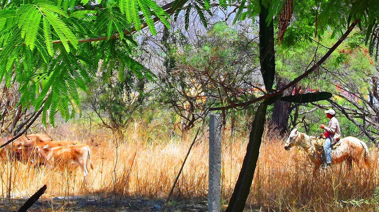 Wikimedia: mexikanische Landschaft